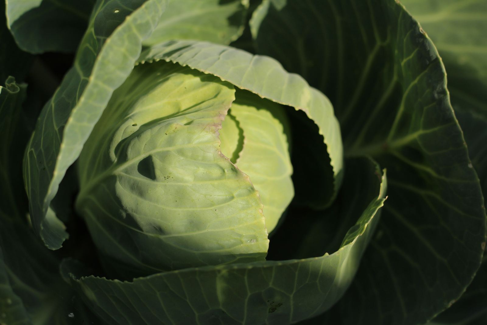 Cabbages