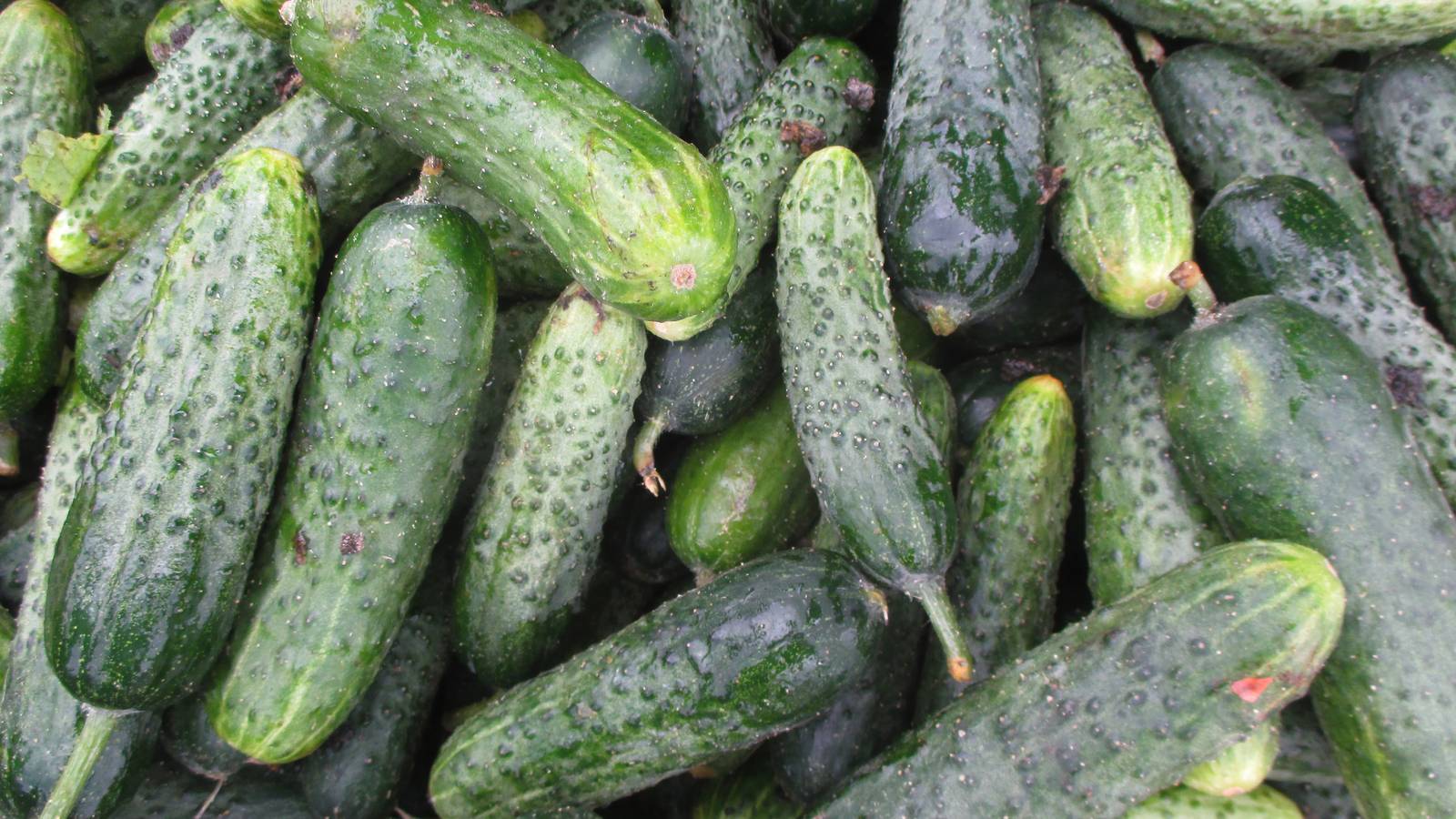 Cucumbers