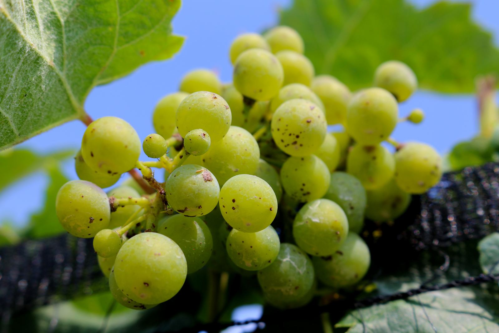 Grapes