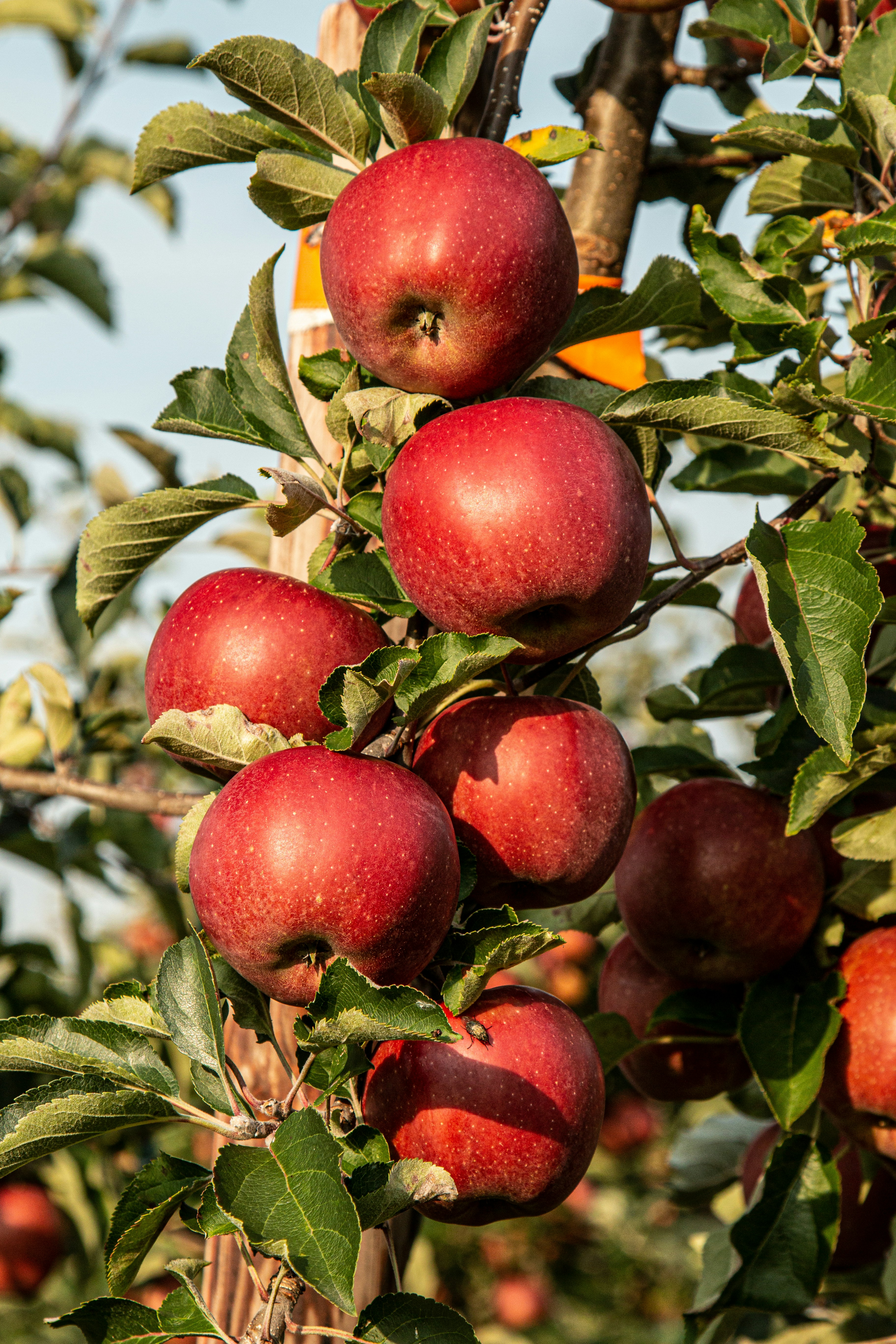 Cherries on the branch
