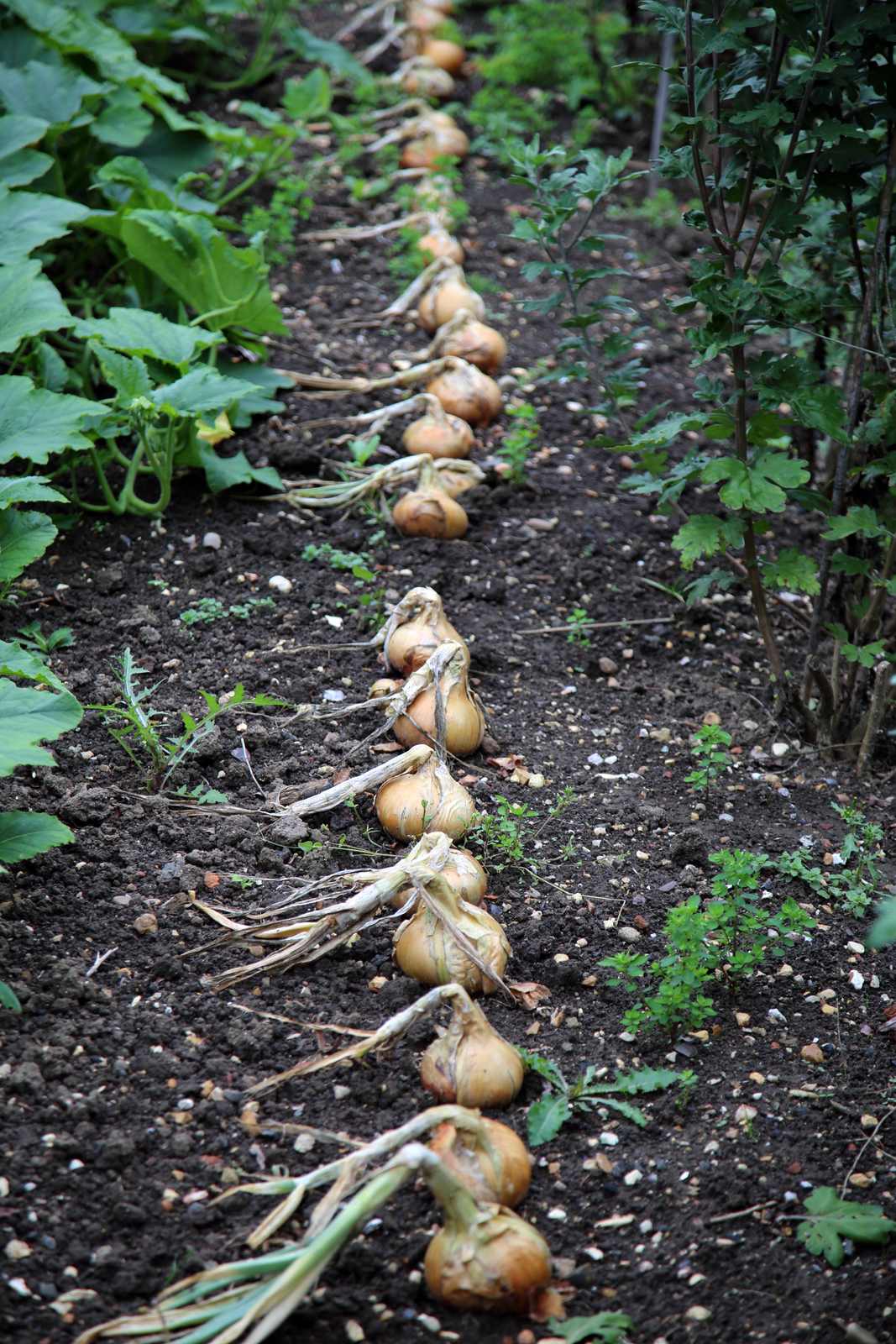 Onions
