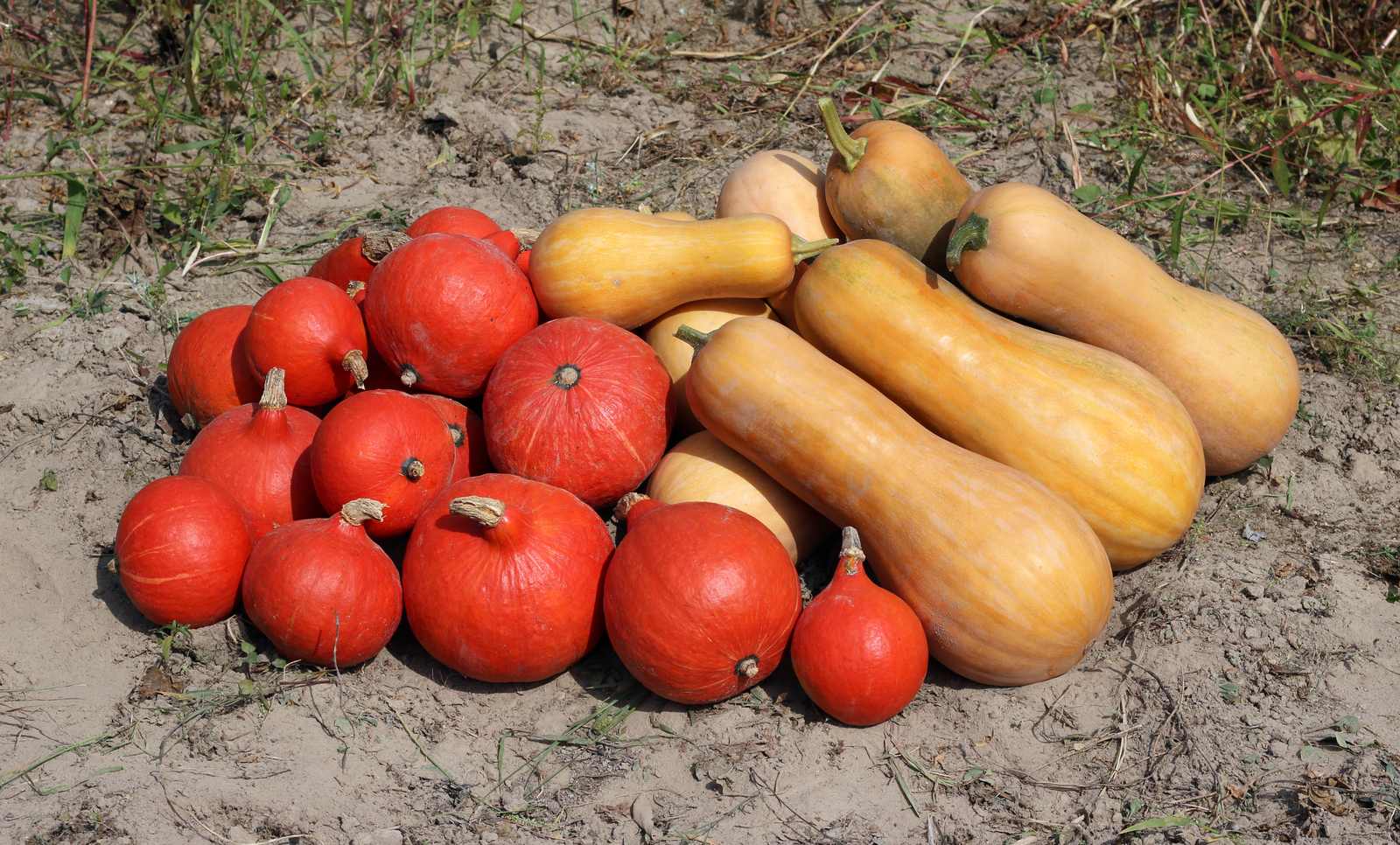 Pumpkins