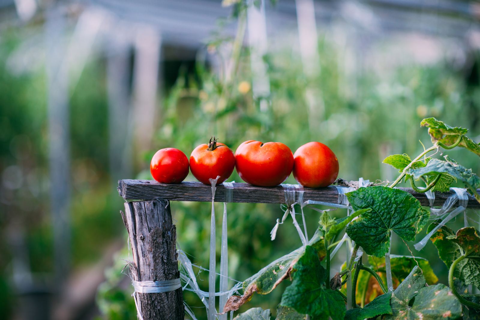 Tomatoes