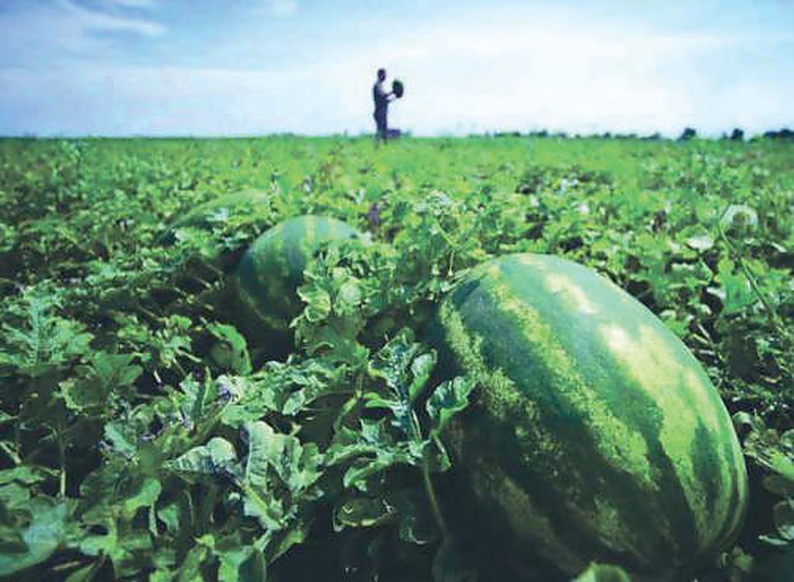 Watermelons