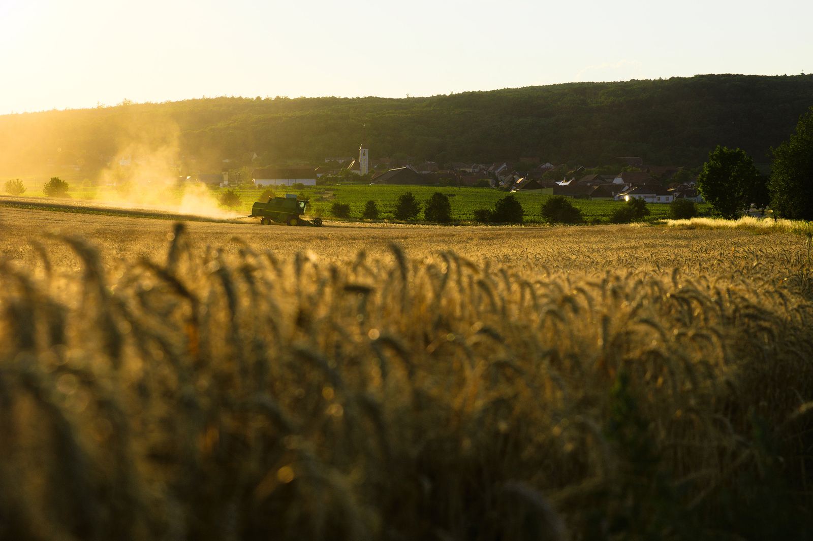 Harvest in the fields